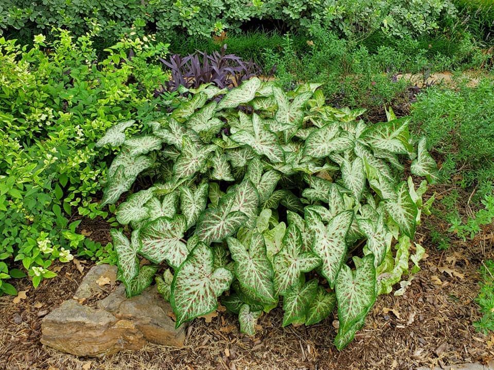 Beautiful front yard