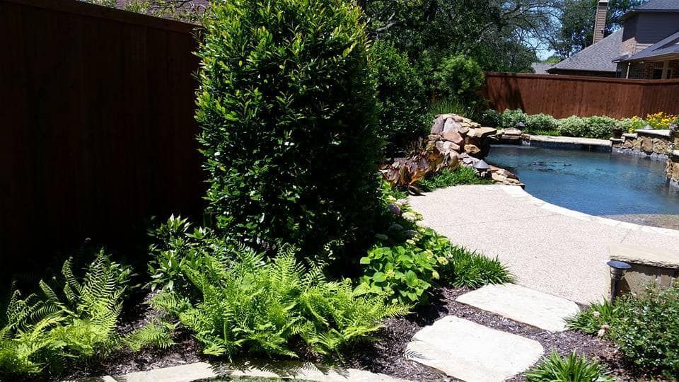 Beautiful front yard