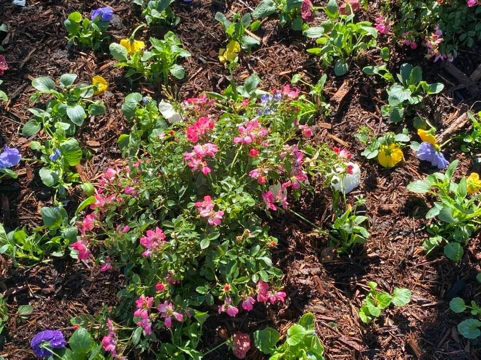 Beautiful front yard