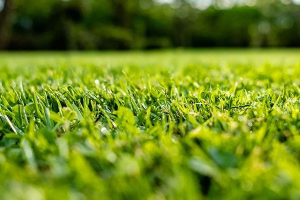 Lawn maintenance