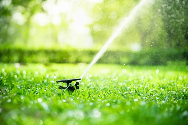 Lawn with sprinkler system