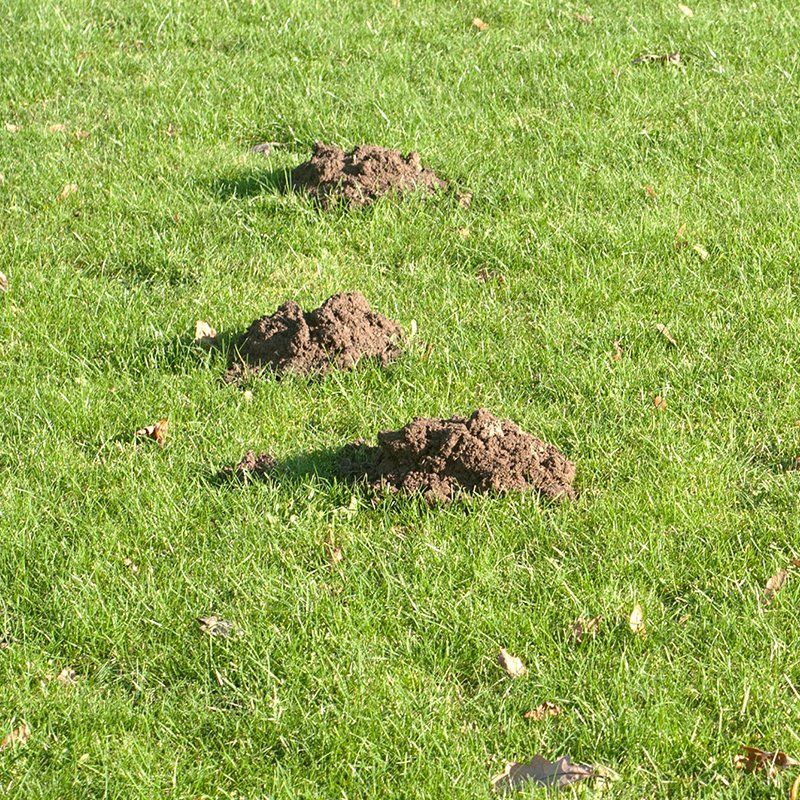 Molehill