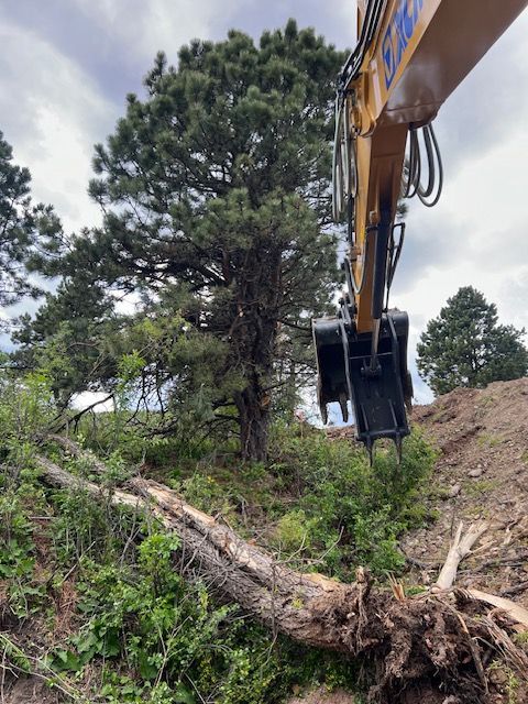 An excavator is cutting down a tree in a forest.