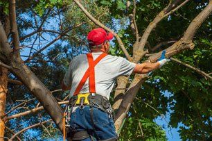 Tree Removal and Service in Roanoke, VA - Mark's Tree & Stump Removal