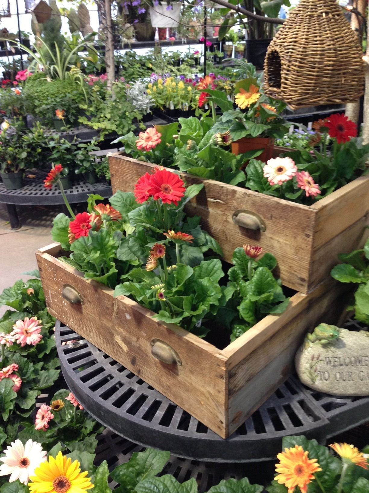 Gerbera daisies in repurposed drawer planters at a garden center.