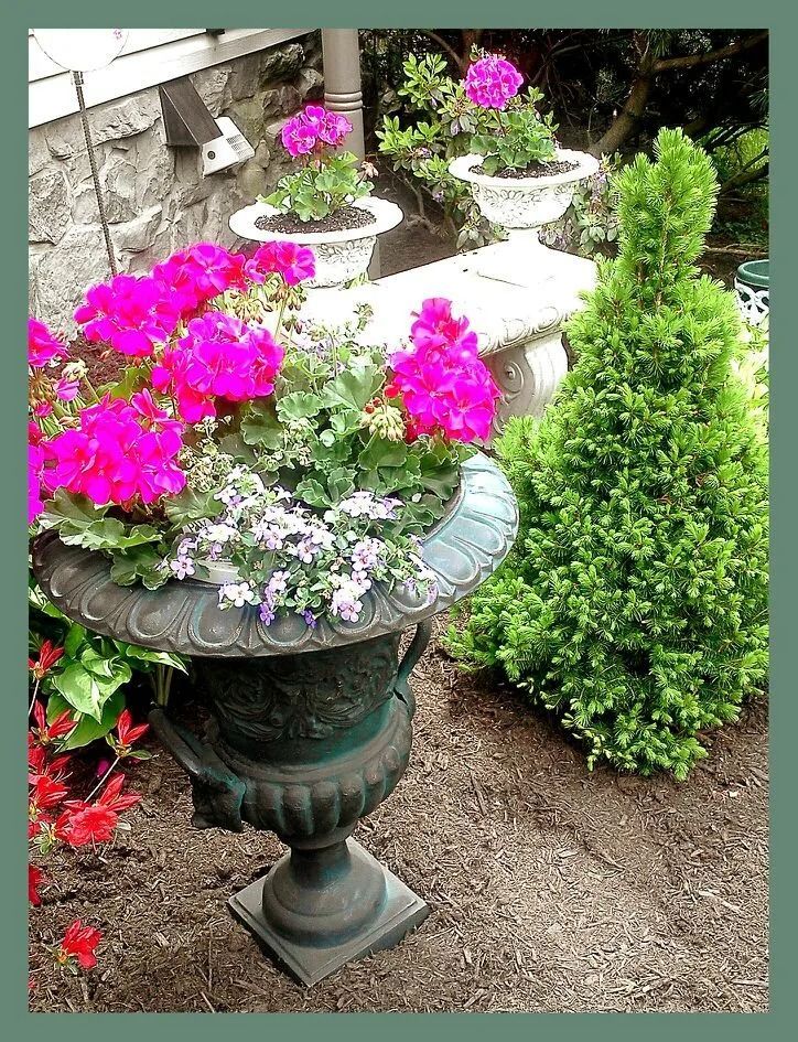 Pink geraniums in ornate planters, with a small evergreen tree and stone wall.