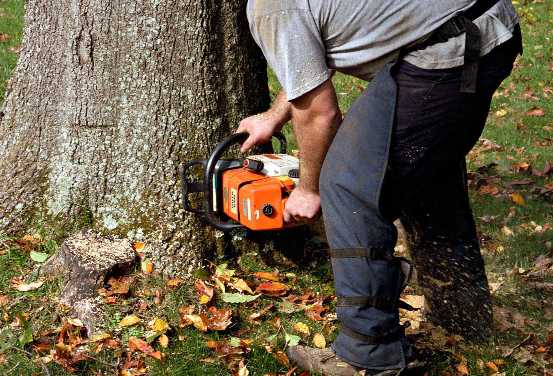 Timberland tree service arborist walla walla wa