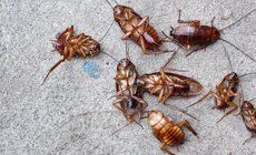 Dead roaches