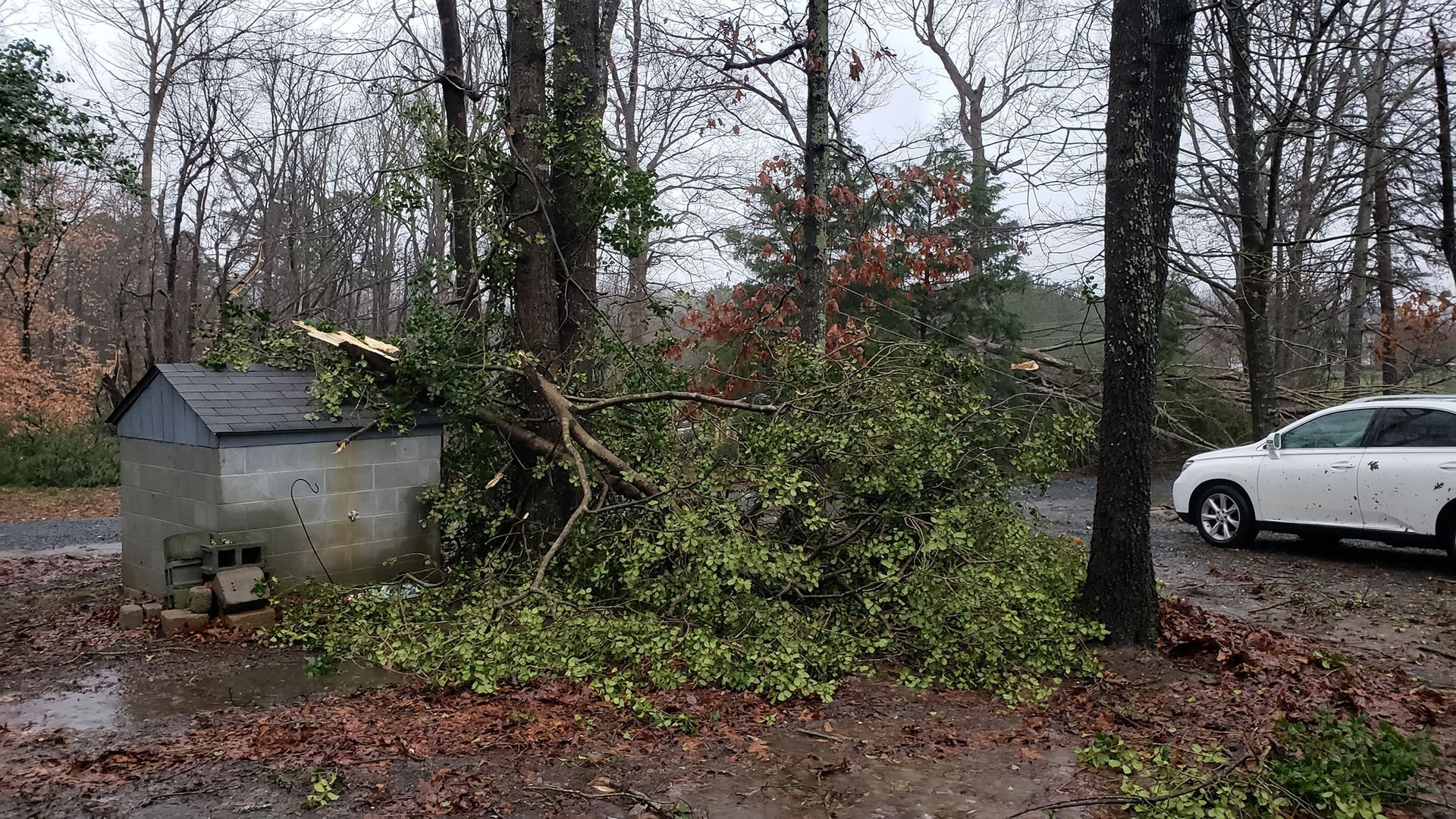 A white car is parked next to a fallen tree.