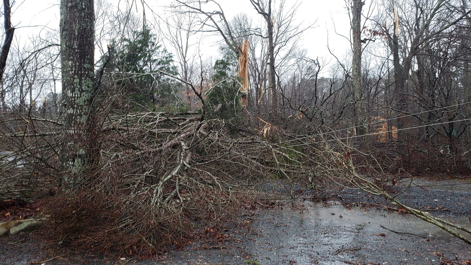 A pile of fallen trees on the side of a road.