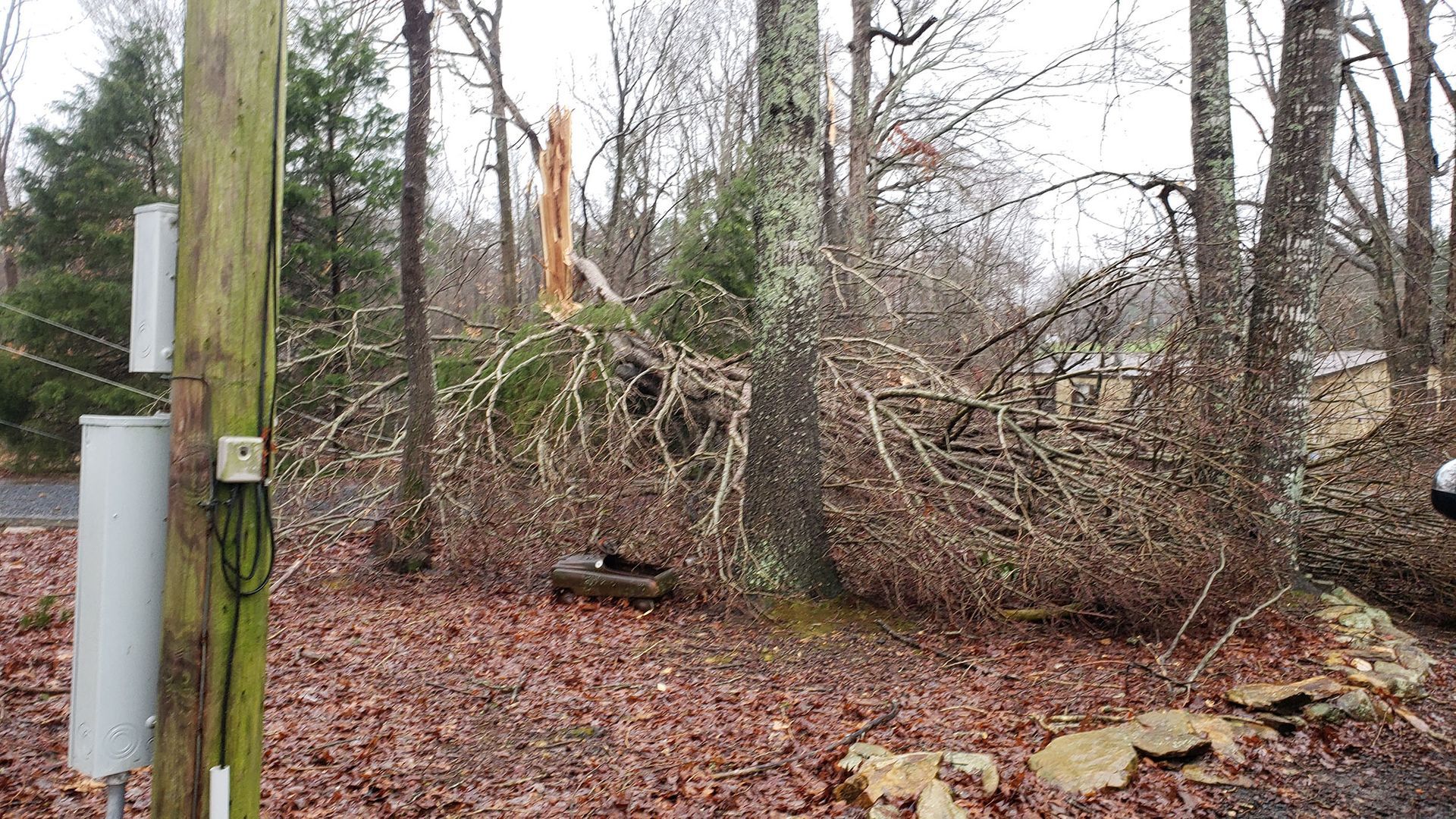 A fallen tree in the middle of a forest next to a power pole.