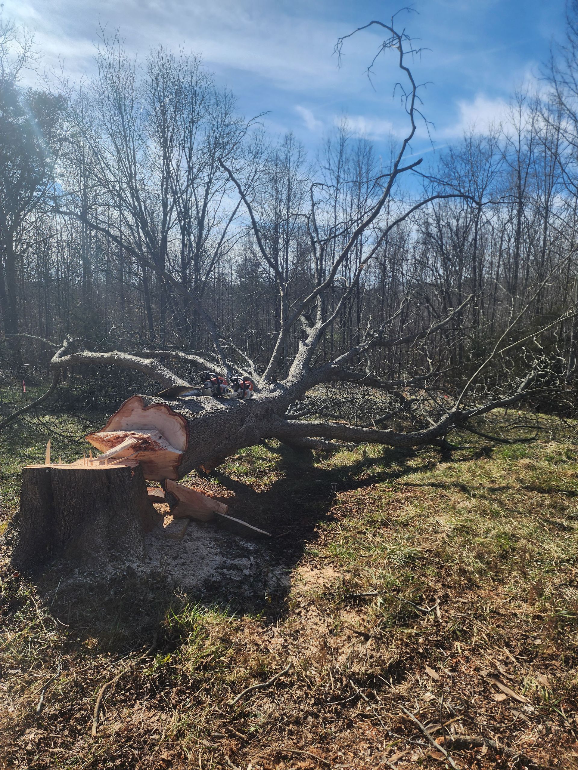 A tree stump in the middle of a field with trees in the background