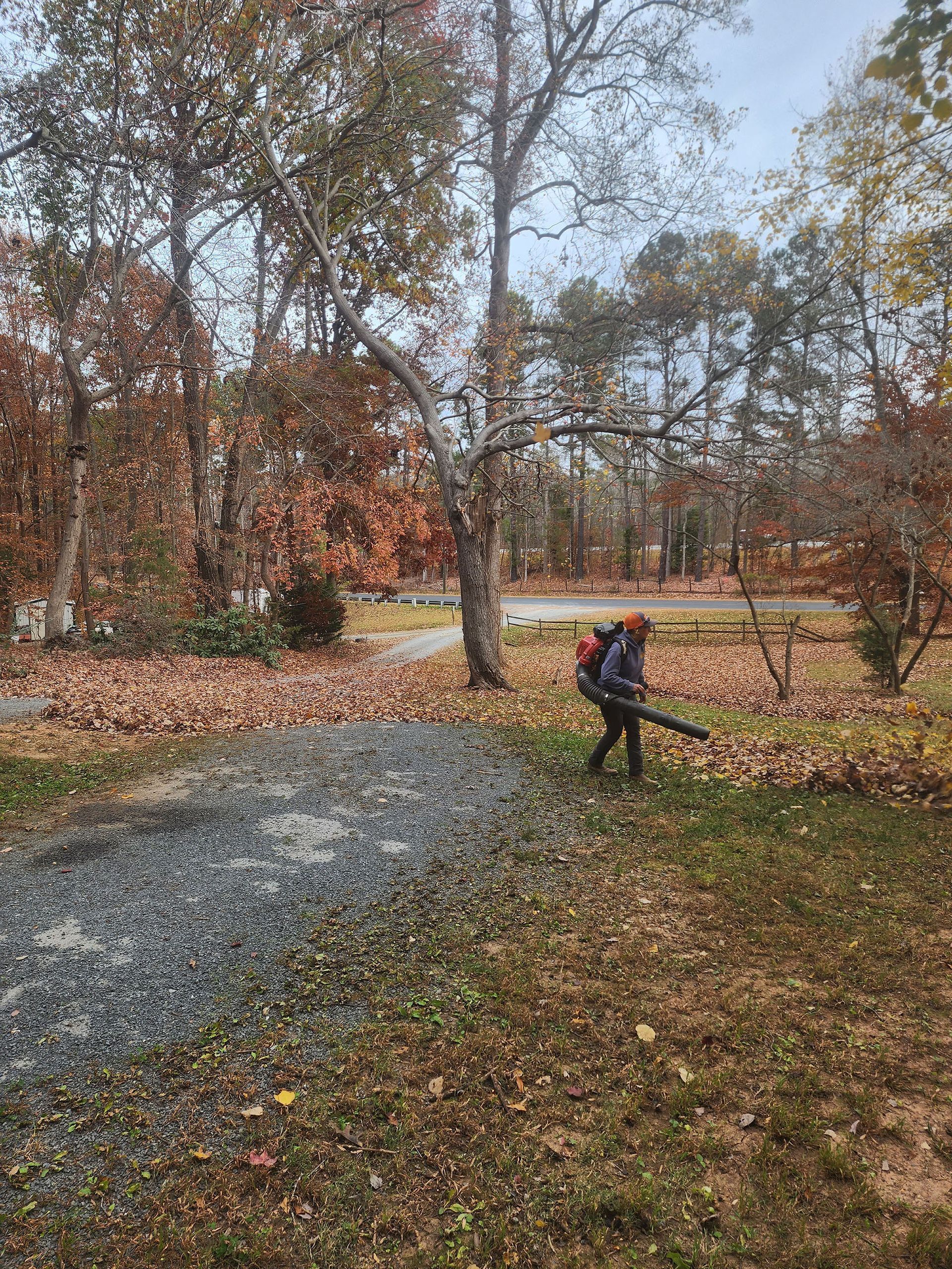A person is blowing leaves in a yard with trees in the background.