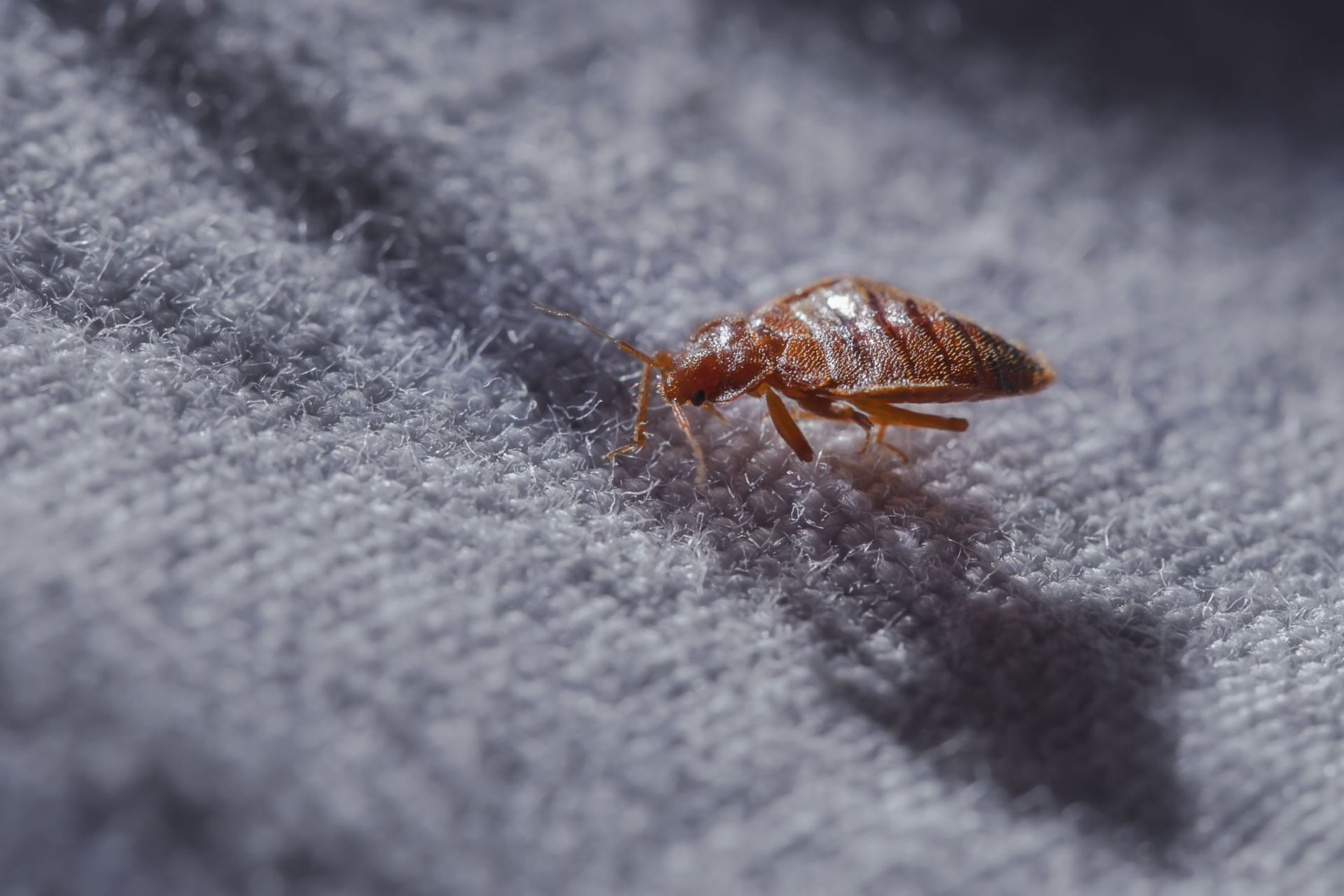 How Bed Bug Infestations Start and Spread