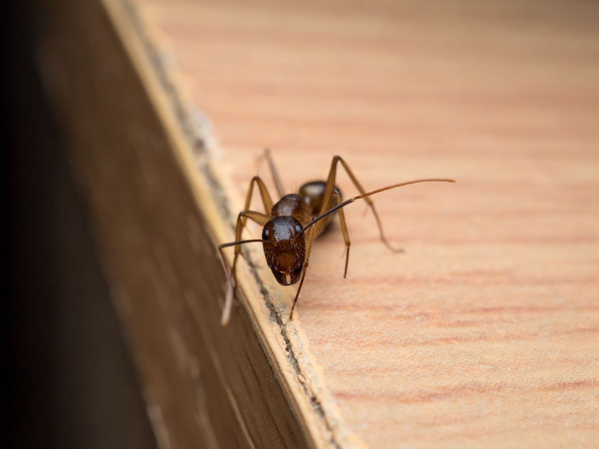 pest control company