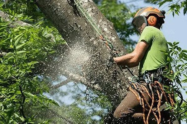 Tree worker using a chainsaw to cut a large trunk, wood chips flying in a leafy outdoor setting