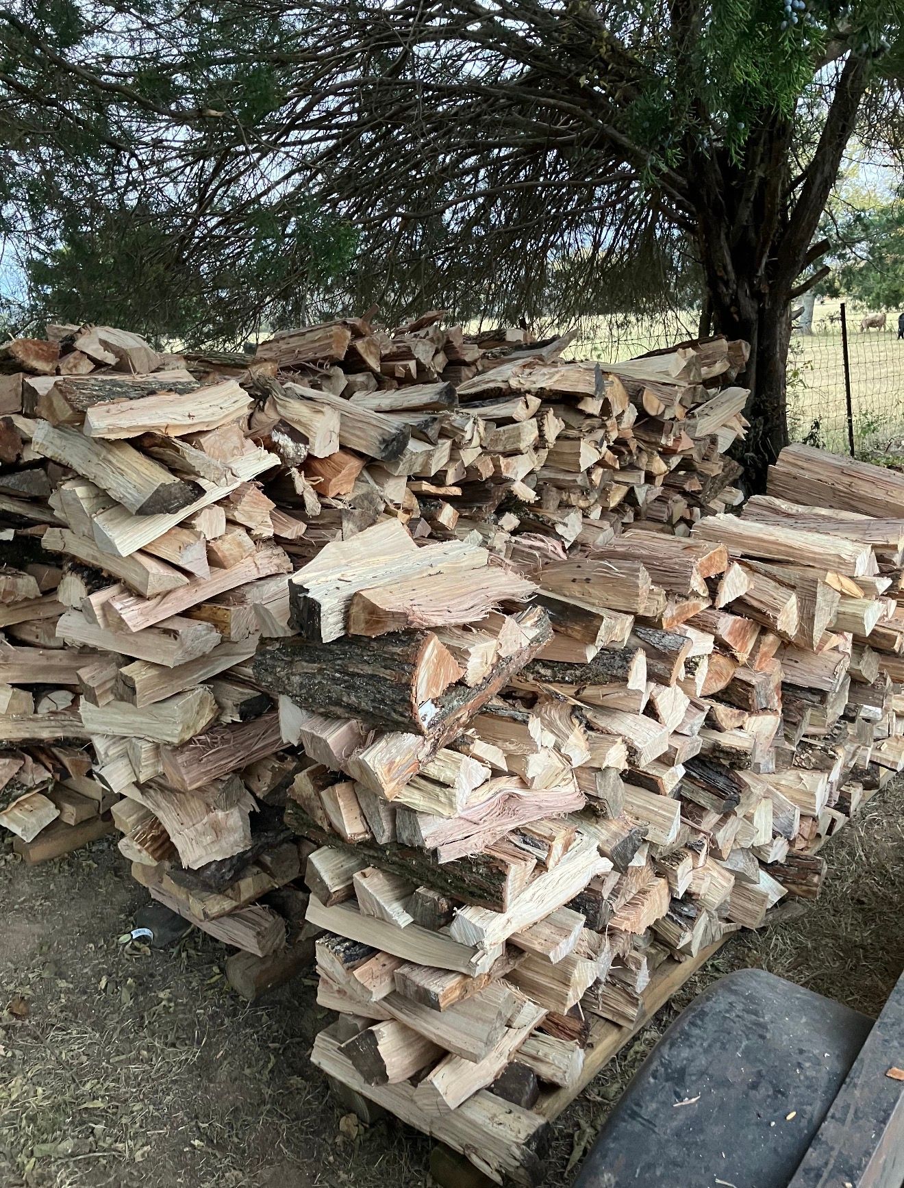 Stacked split firewood under a tree outdoors