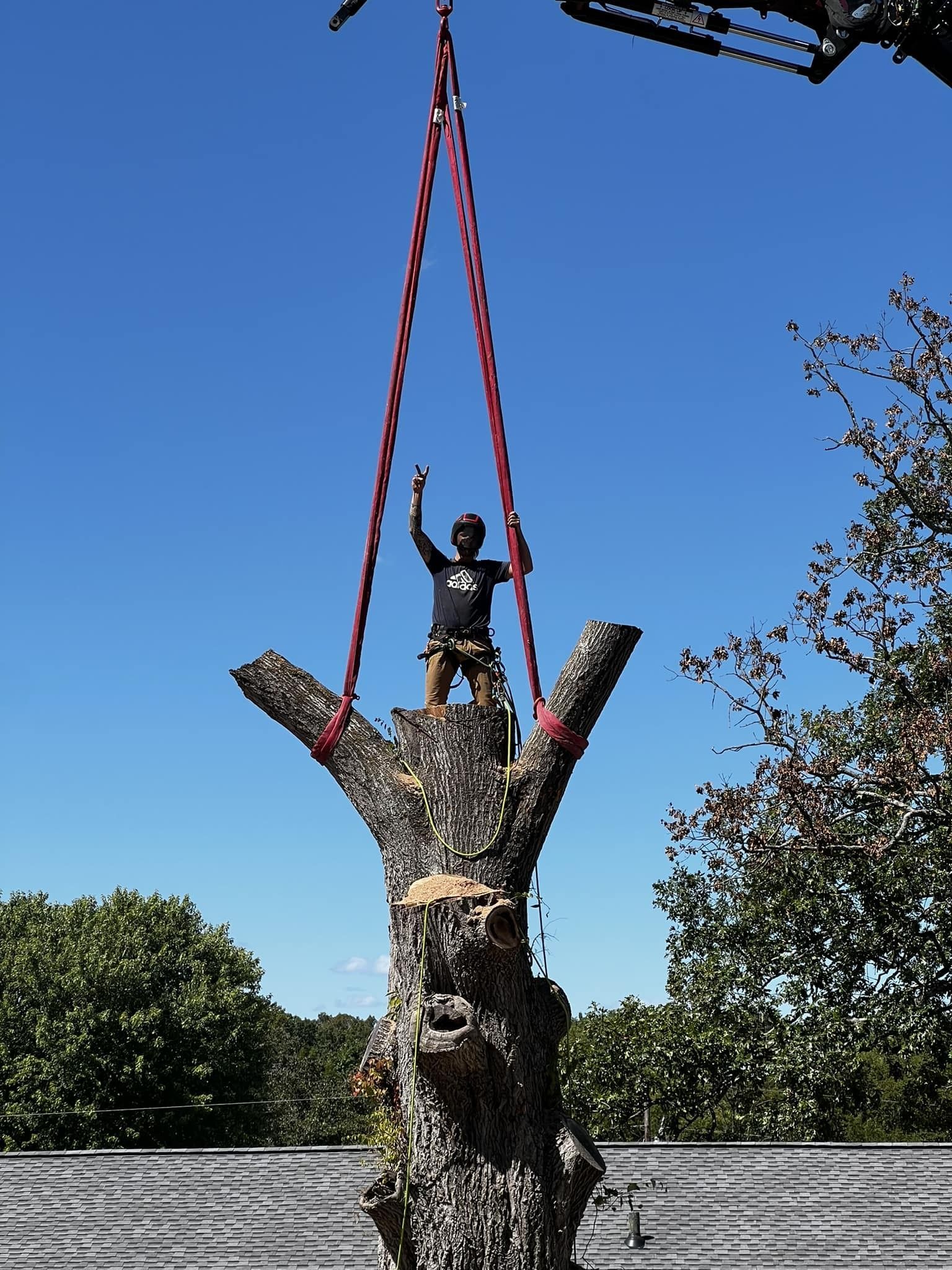 Person standing on a cut tree trunk, reaching up with red straps against a blue sky.
