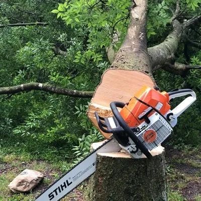Chainsaw cutting through a tree trunk, with a felled tree and green foliage in the background.