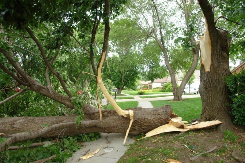 Fallen tree limb across a grassy park path, with broken wood and green trees around it