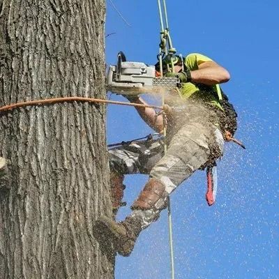 Arborist in safety gear trimming a large tree branch with a chainsaw amid flying wood chips