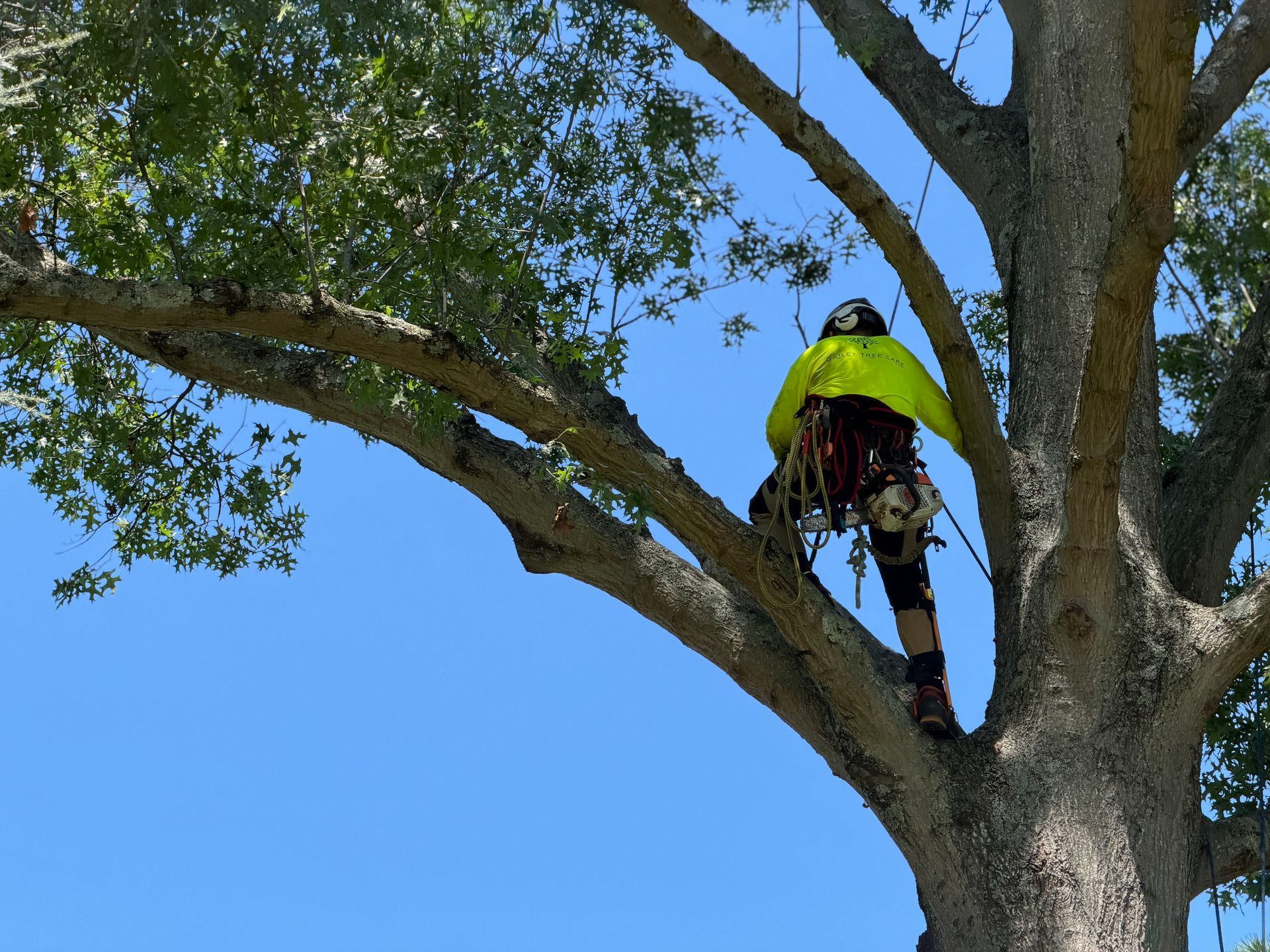 Person in a neon green jacket perched on a tree branch against a blue sky