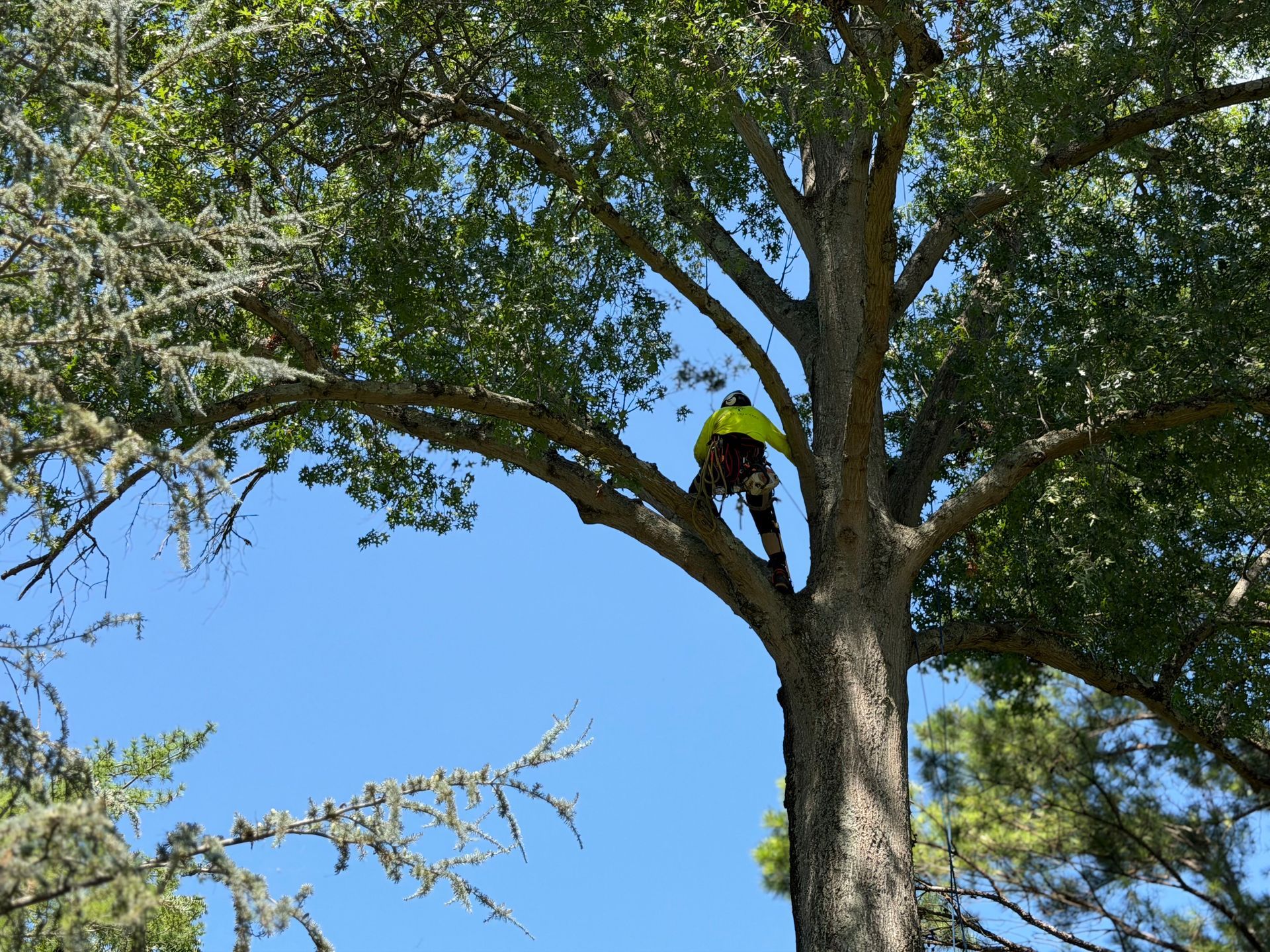 Person in bright green shirt climbing a tree against a blue sky