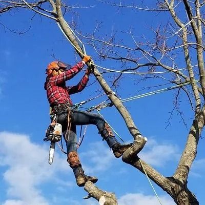 Arborist in safety gear using a chainsaw while climbing a tree against a blue sky