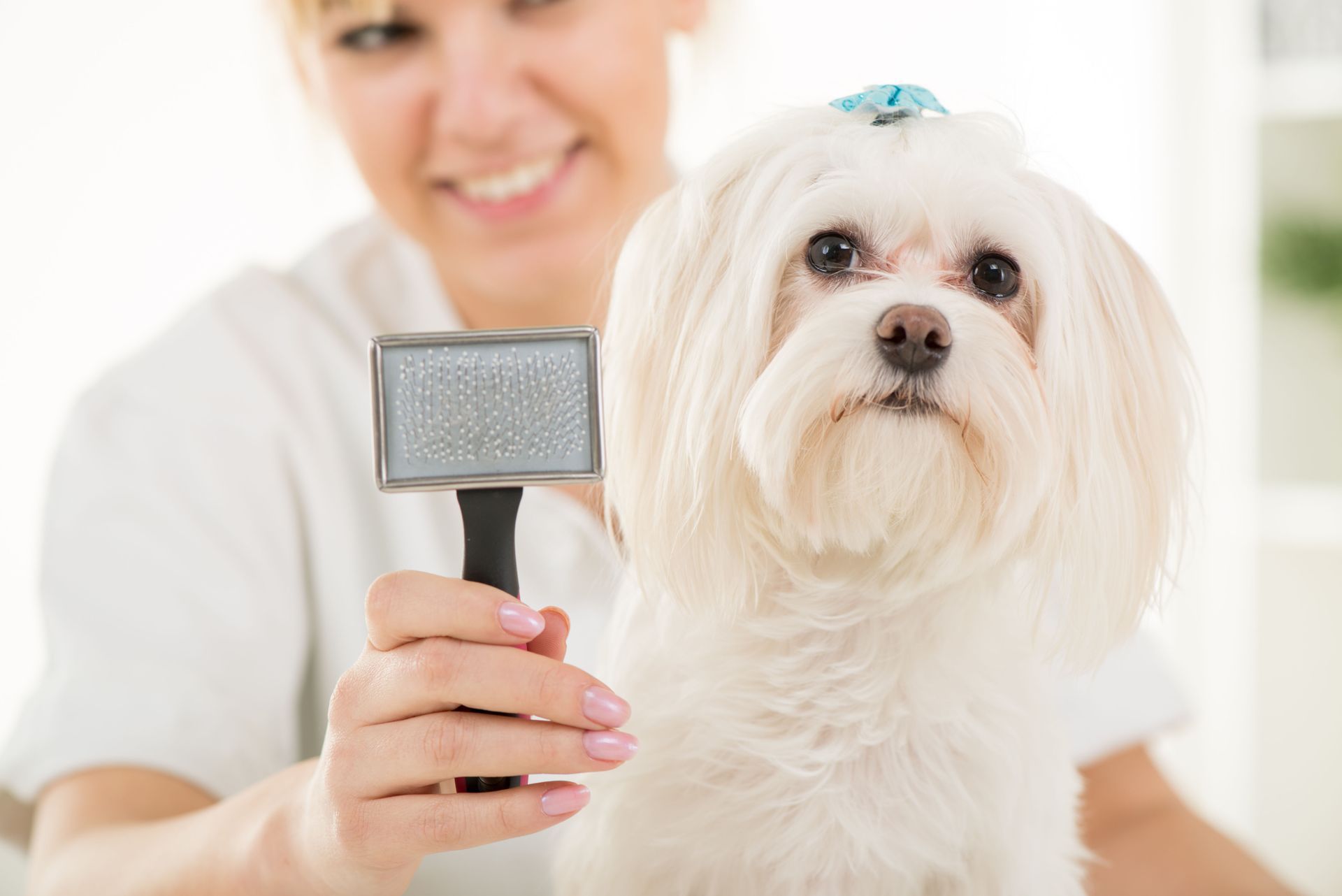 dog grooming