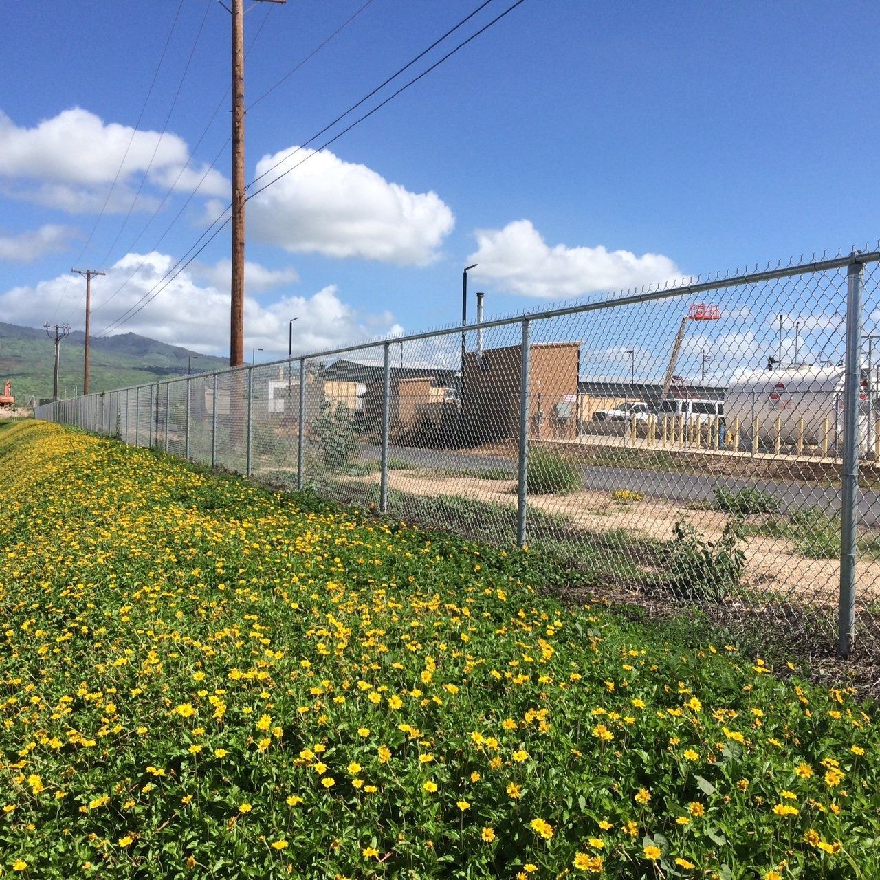 Chain-link fence borders a field of yellow flowers next to an industrial area with power lines and a cloudy sky.