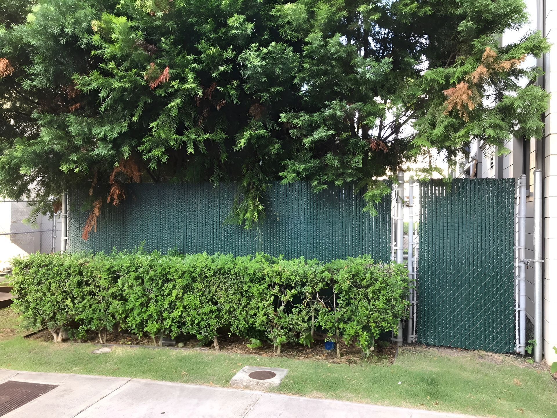 Green fence with hedge in front; trees in background.