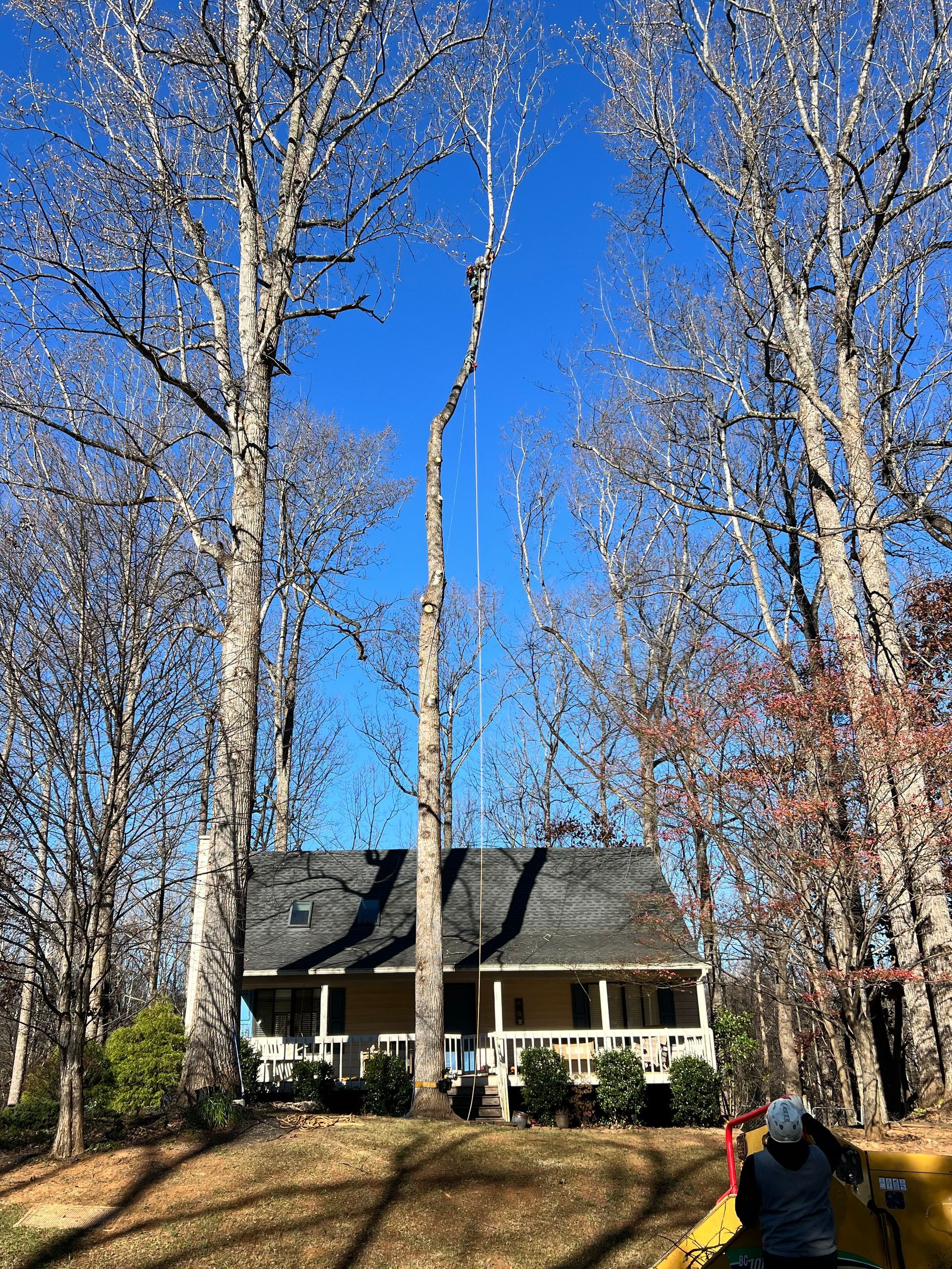 A tree is being cut down in front of a house.