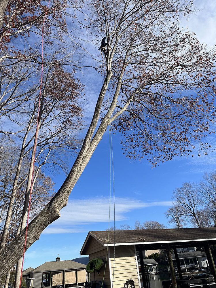 tree service