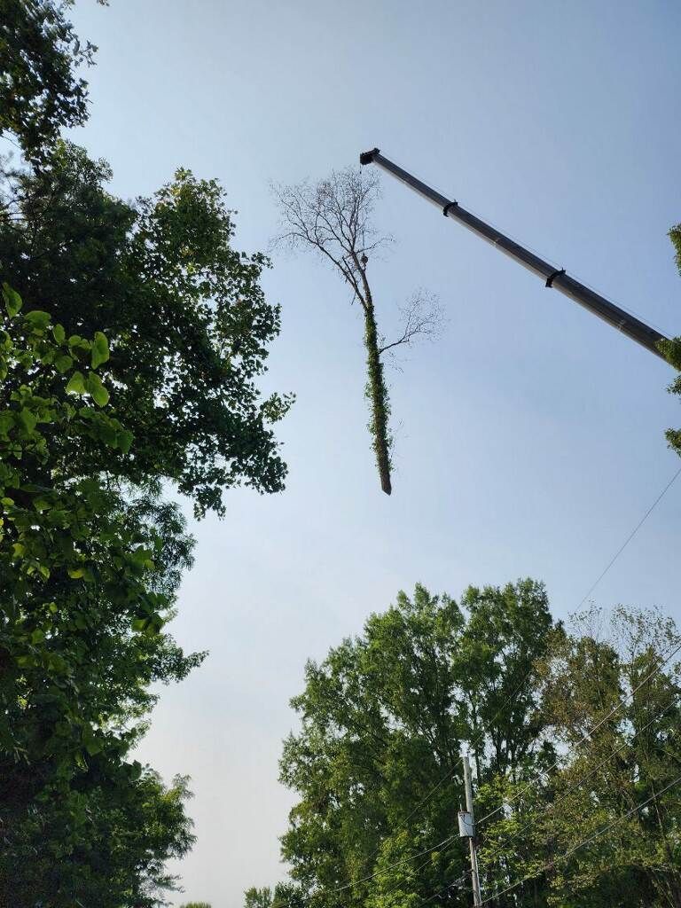 tree service