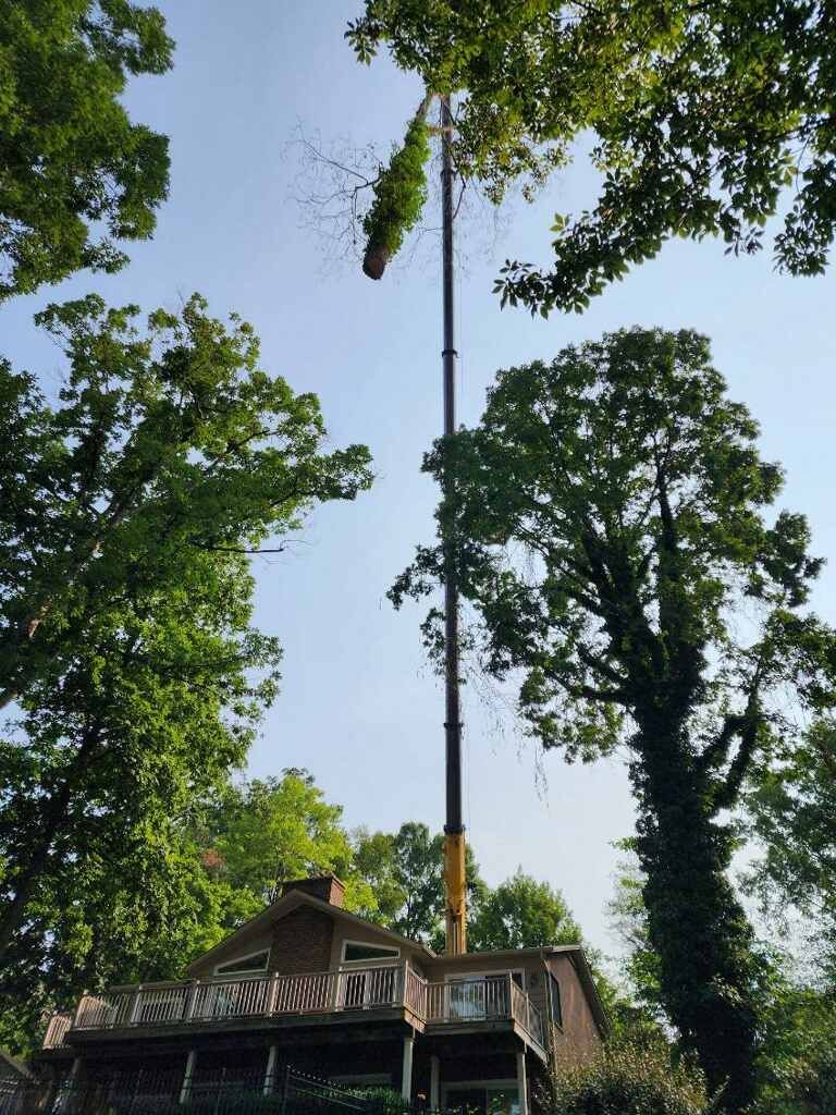 Arborist Myers Tree Service Bedford, VA