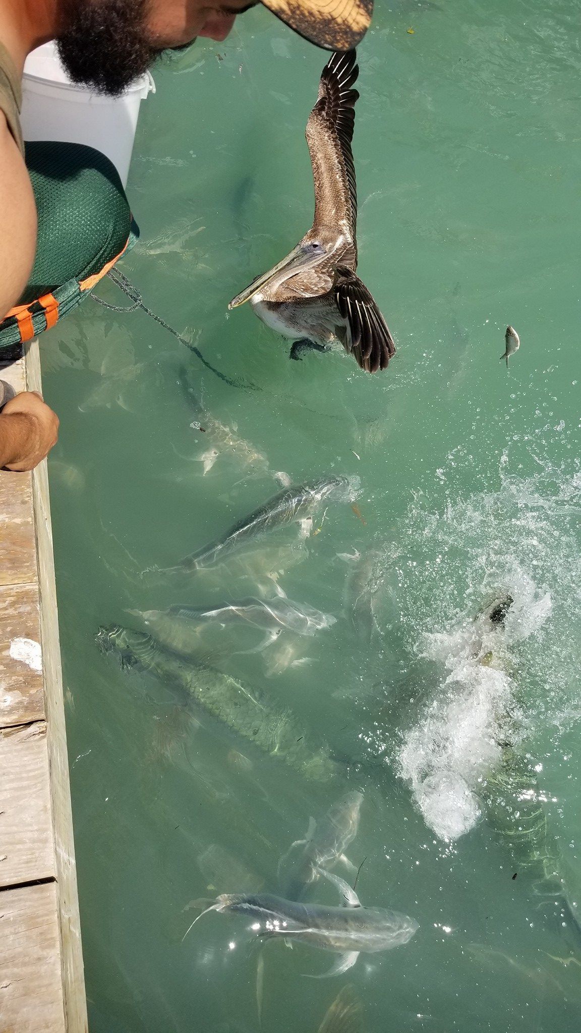 Fish Feeding