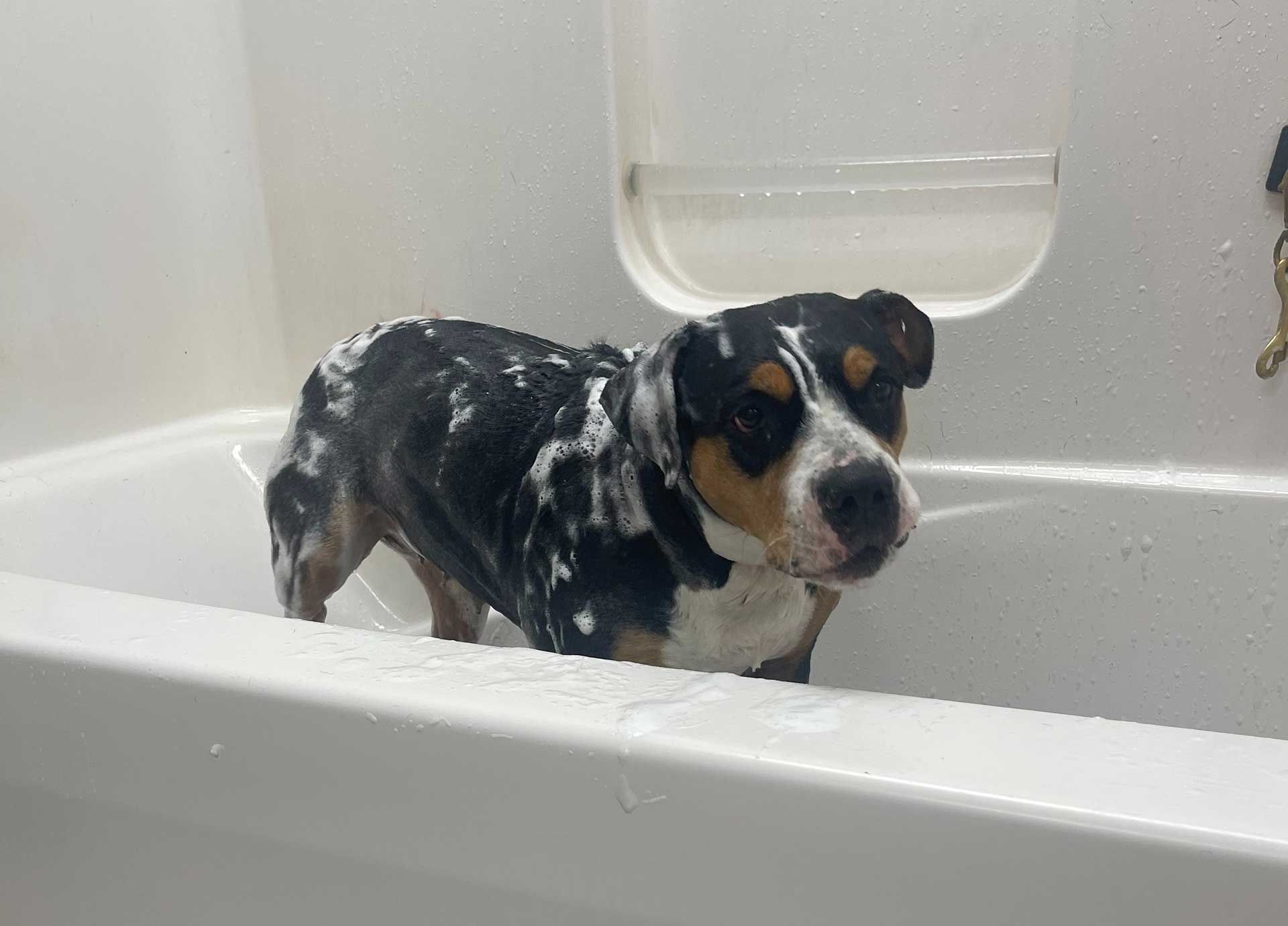 Topdog Pet Care