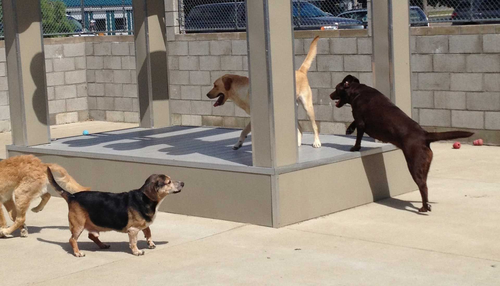Topdog Pet Care