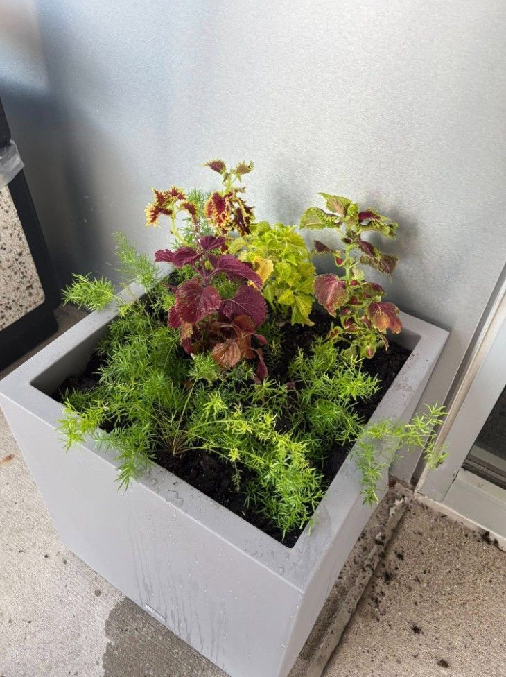 Square white planter with colorful succulents and moss in a corner by a wall