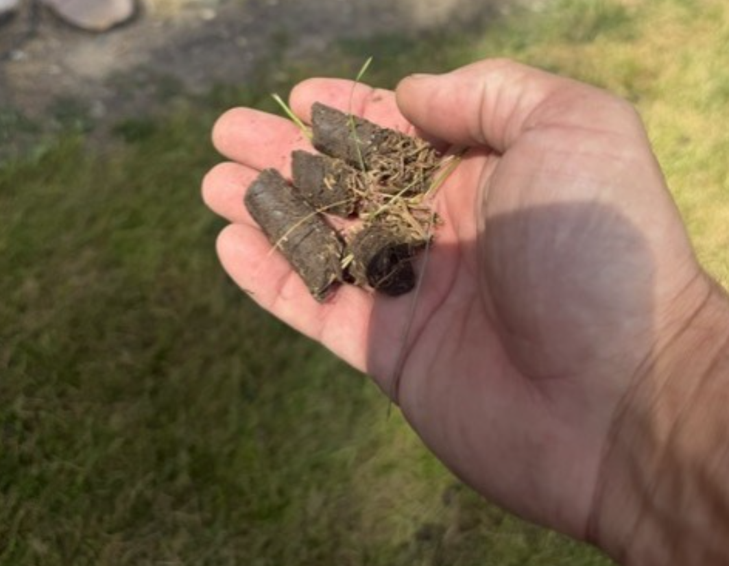 Hand holding a small cluster of dry brown leaves over grass
