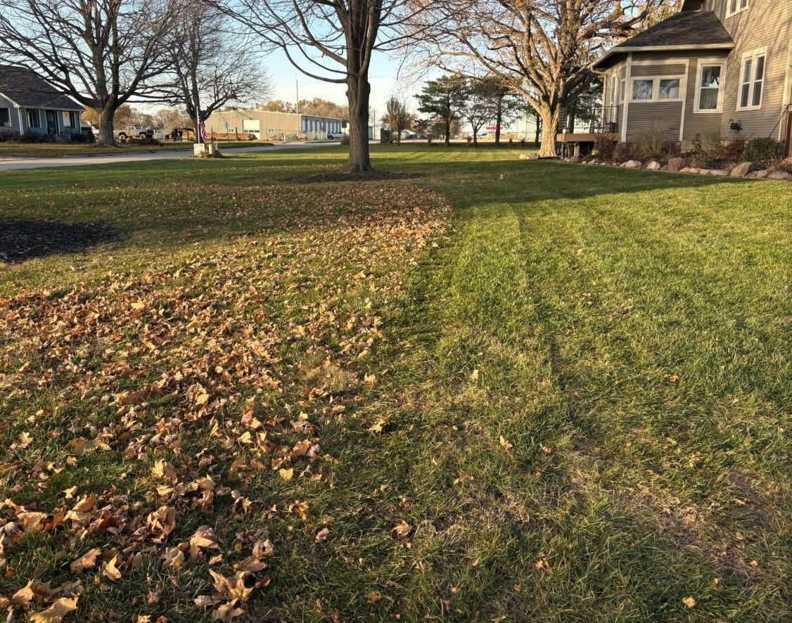 Lawn with a contrast: one side covered in fallen brown leaves, the other side mowed green grass.