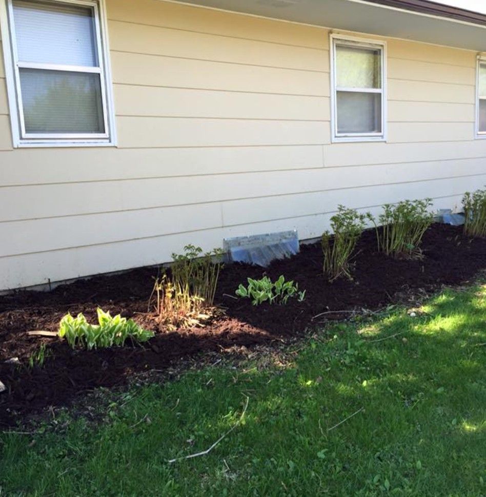 Light-colored house siding with a dark mulched garden bed containing small green plants in front of two windows.