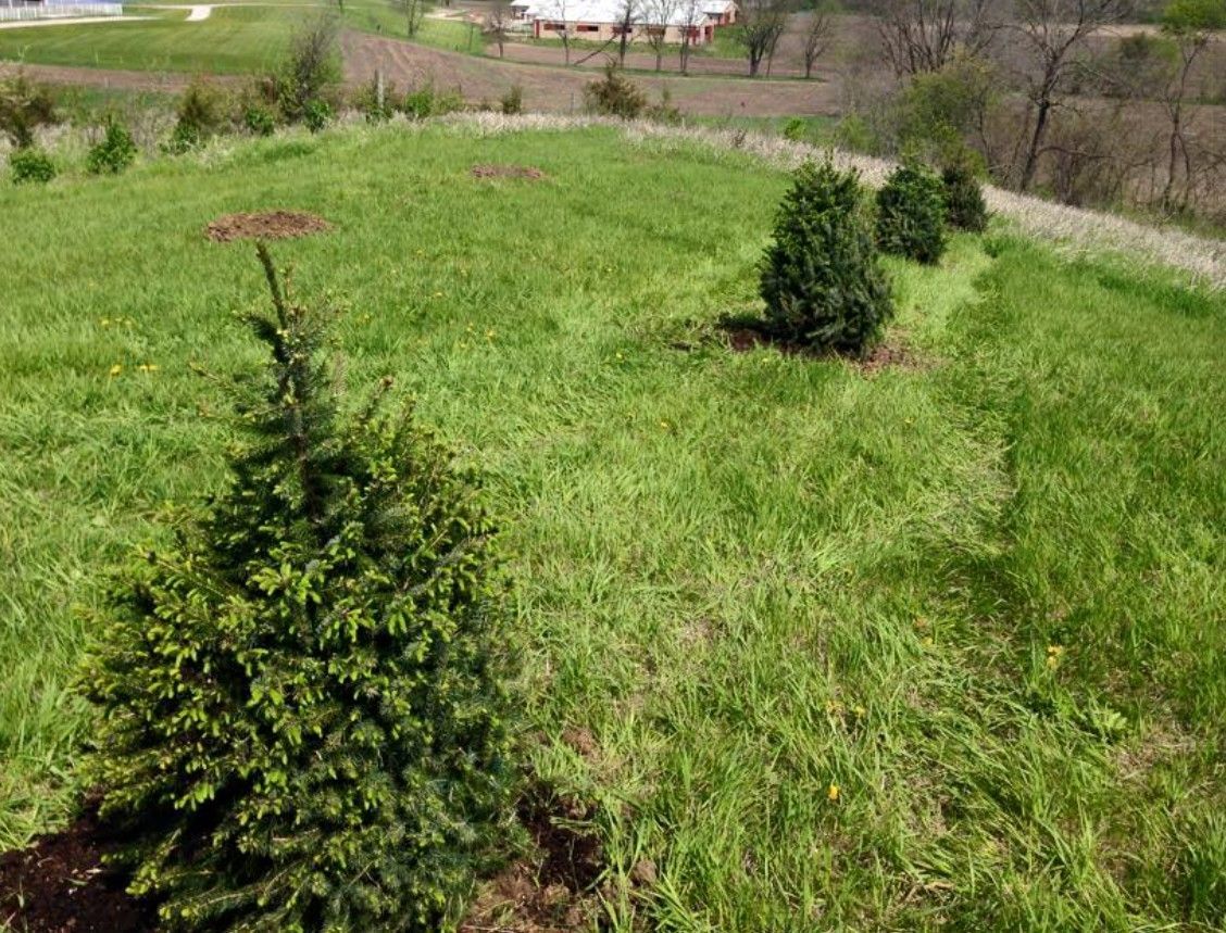 Young evergreen trees planted in a row on a grassy hillside.