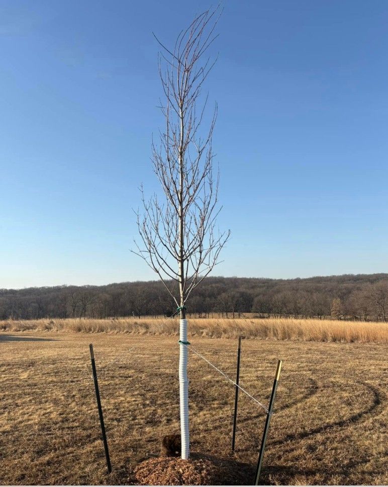 A young sapling with a white trunk guard stands supported by stakes in an open, grassy field under a clear blue sky.