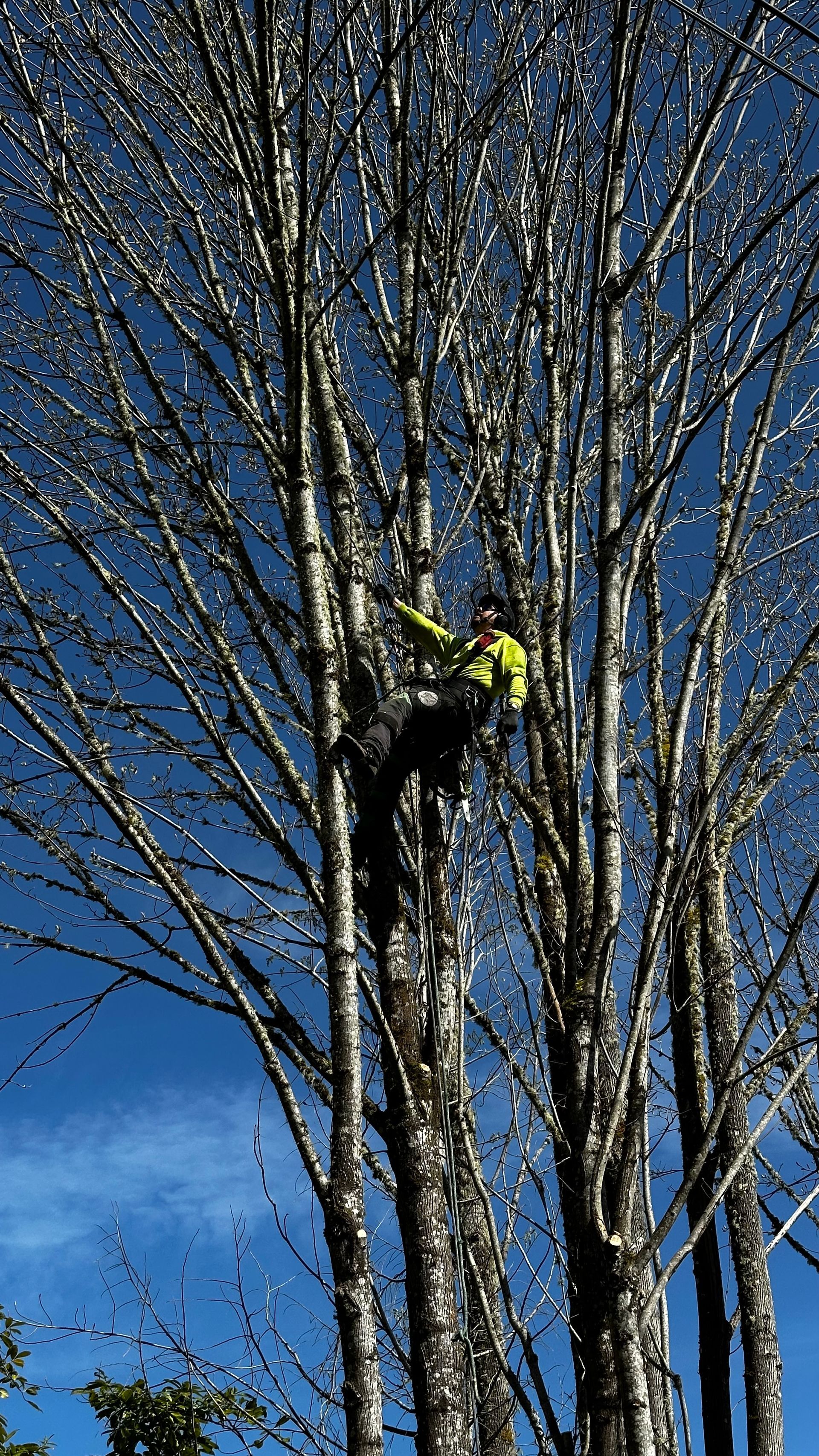 A man is climbing up a tree with a chainsaw.