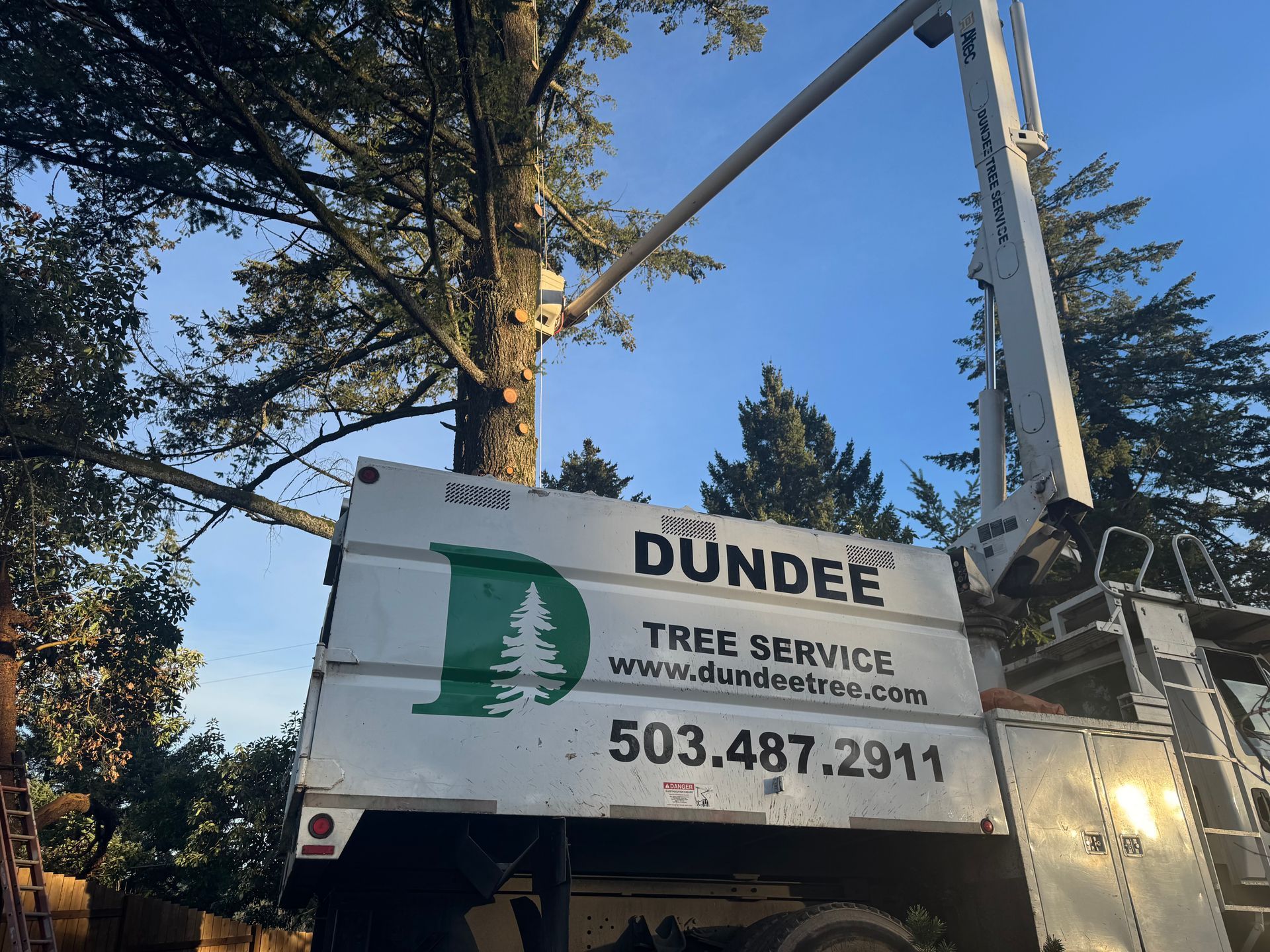 A dundee tree service truck is parked in front of a tree