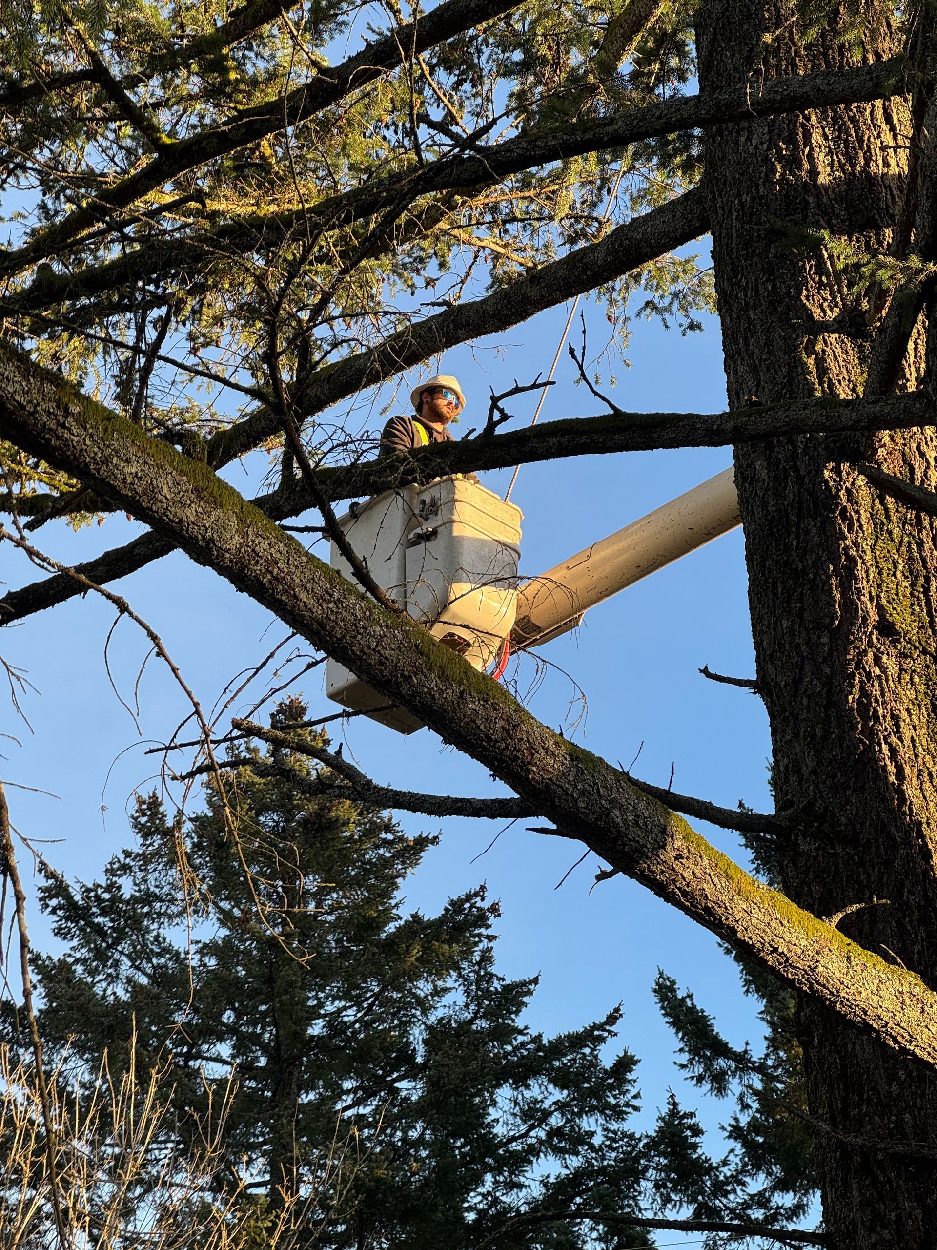 A man in a bucket is cutting a tree branch