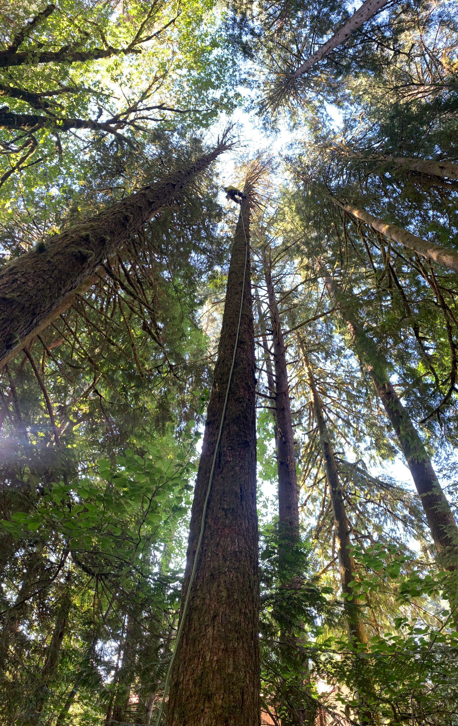 The sun is shining through the trees in the forest.