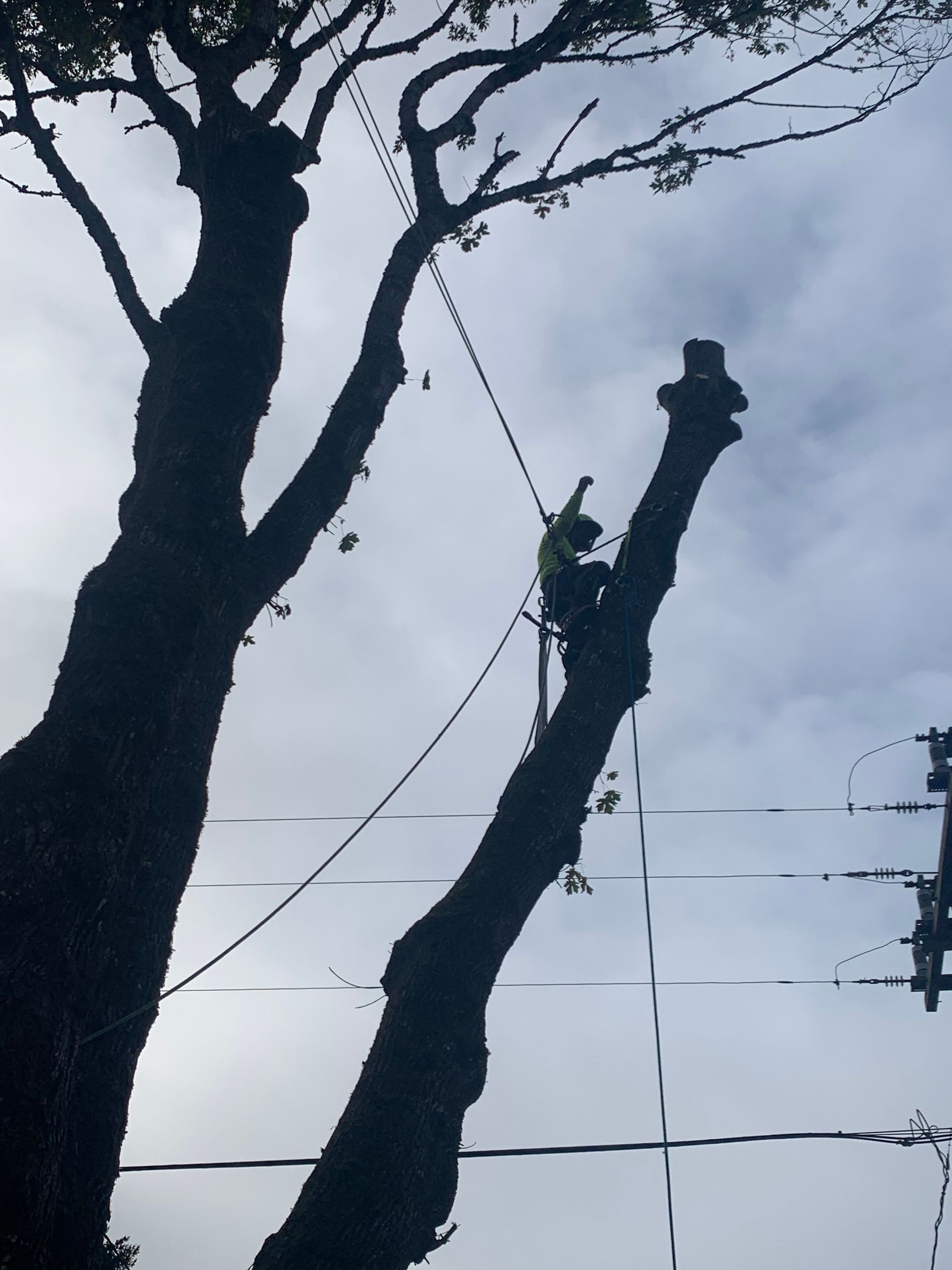 A man is cutting a tree with a chainsaw