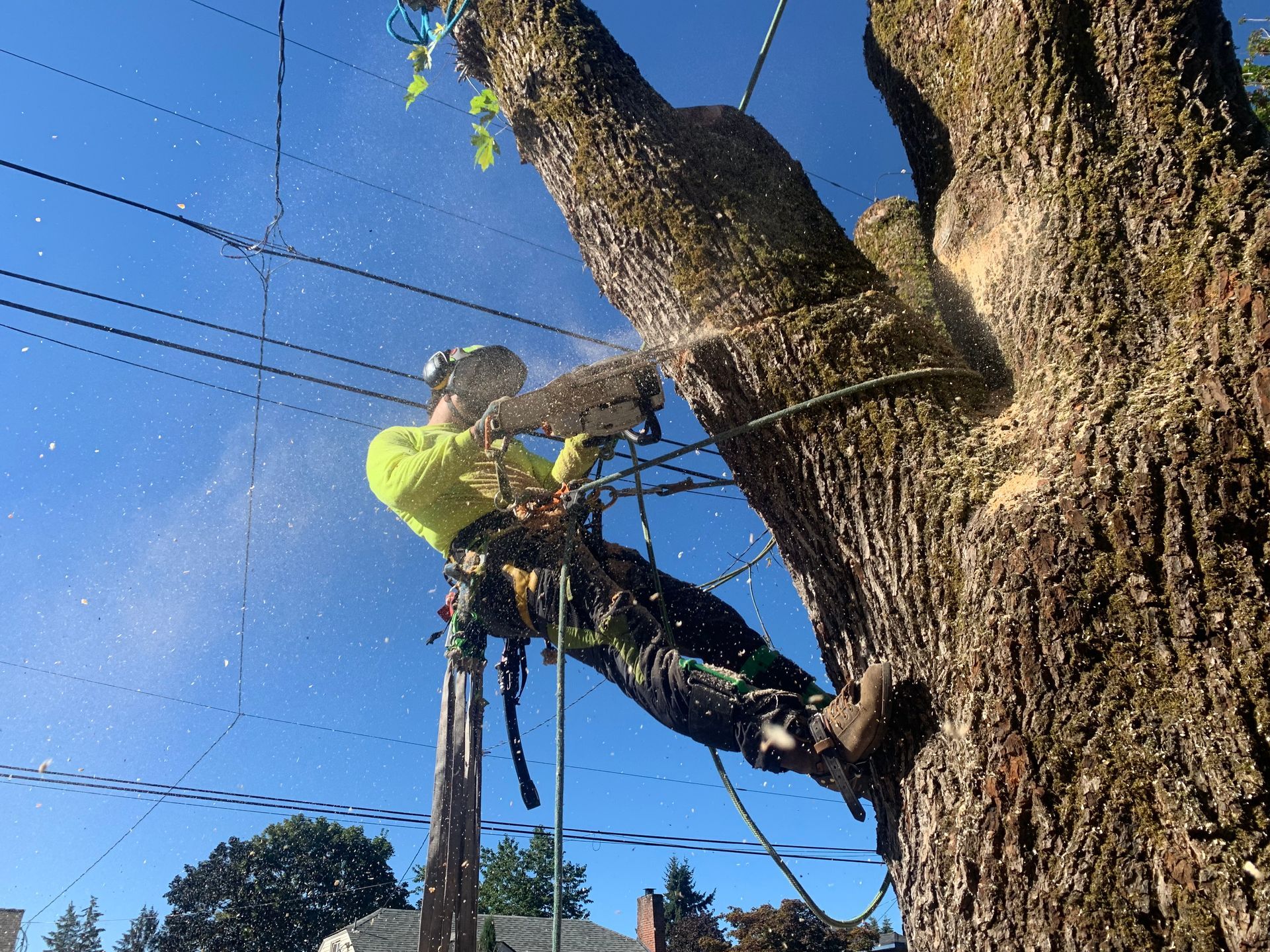 A man is climbing a tree with a chainsaw.